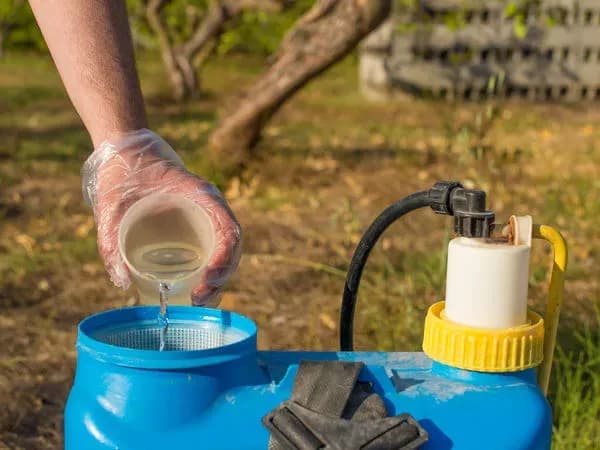 Topsin czy Amistar na trawnik - który środek jest skuteczniejszy?