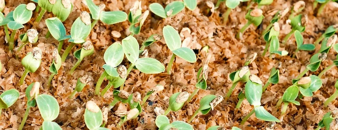 Czy trociny zakwaszają glebę? Sprawdź, jakie mają skutki dla roślin