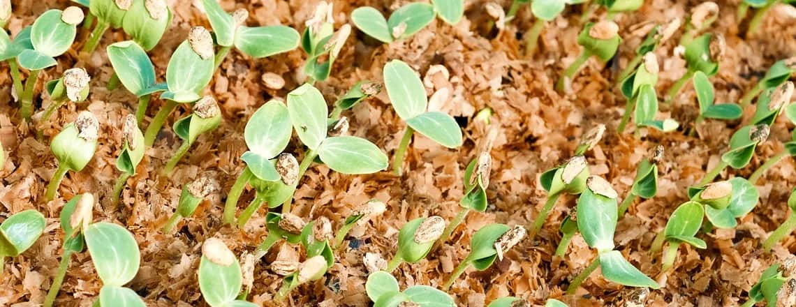 Czy trociny zakwaszają glebę? Sprawdź, jakie mają skutki dla roślin