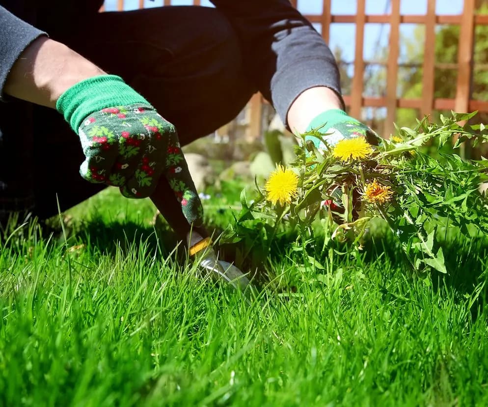 Jak zlikwidować mlecz na trawniku i cieszyć się piękną zielenią