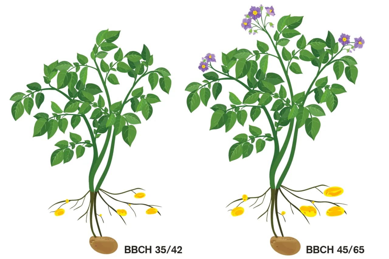 Jak kwitną ziemniaki i co wpływa na ich plony w uprawie?