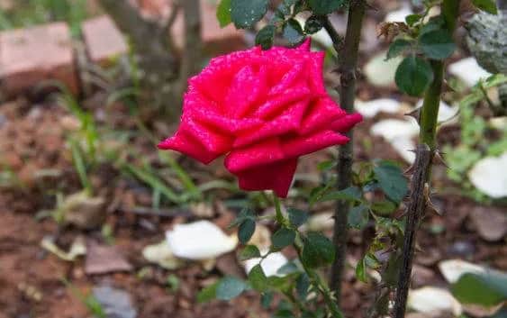 Dlaczego róże nie kwitną? Odkryj przyczyny i rozwiązania problemów