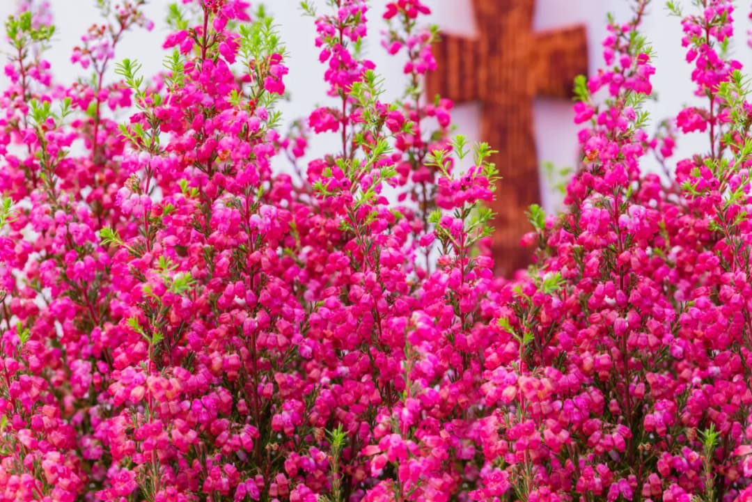 Kiedy kwitnie wrzos? Odkryj sekrety długiego kwitnienia i pielęgnacji