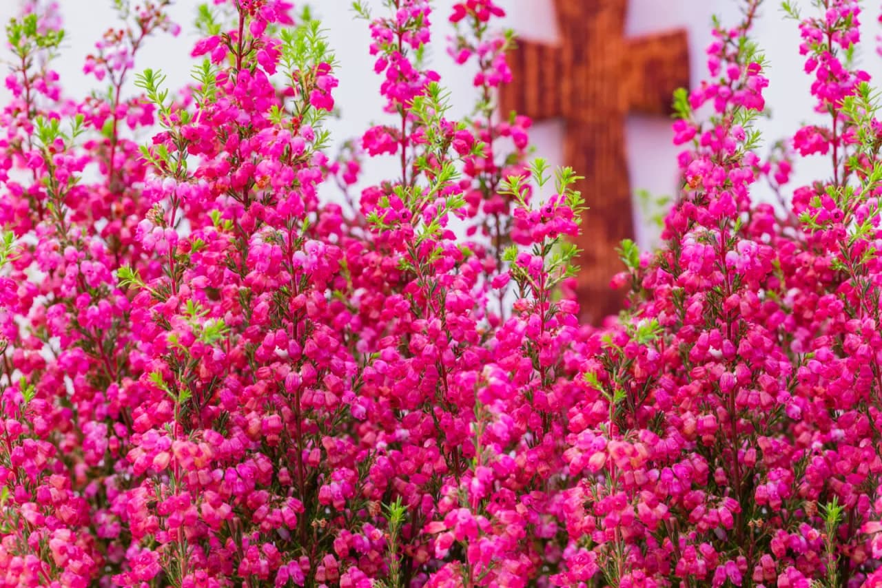 Kiedy kwitnie wrzos? Odkryj sekrety długiego kwitnienia i pielęgnacji