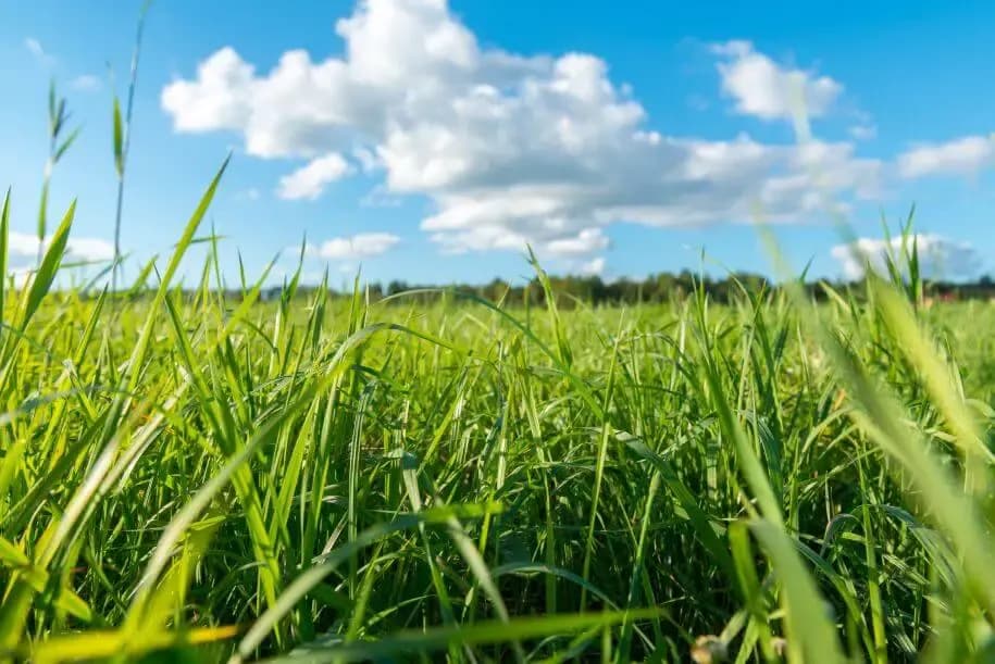 Jaką trawę na trawnik wybrać, aby uniknąć problemów z pielęgnacją?