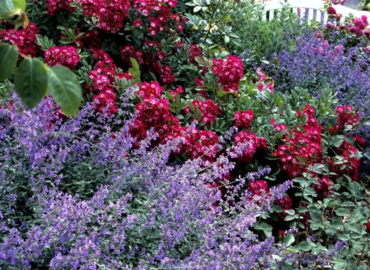 Kocimiętka kiedy kwitnie - poznaj sekrety jej długiego kwitnienia