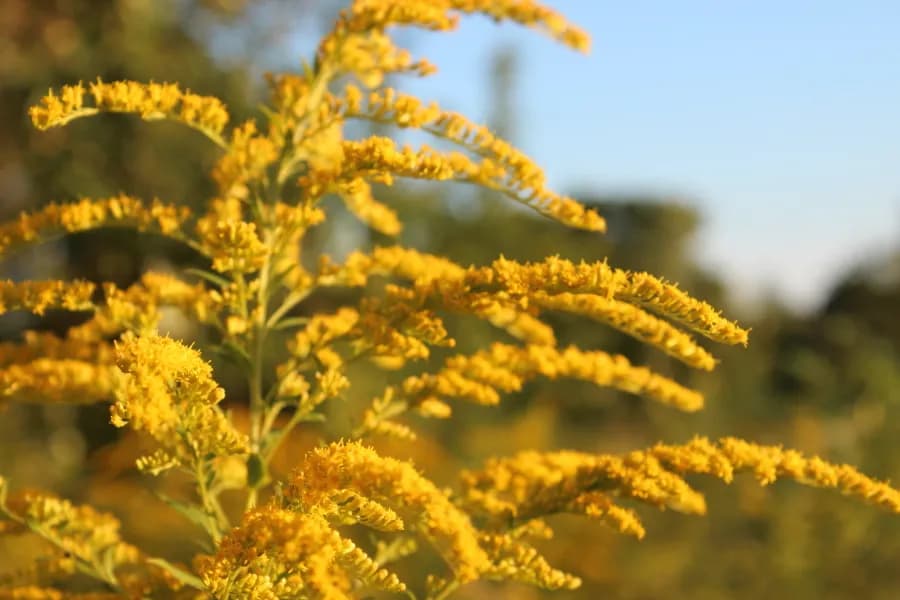 Co kwitnie na żółto na polu? Odkryj piękne rośliny, które zachwycają
