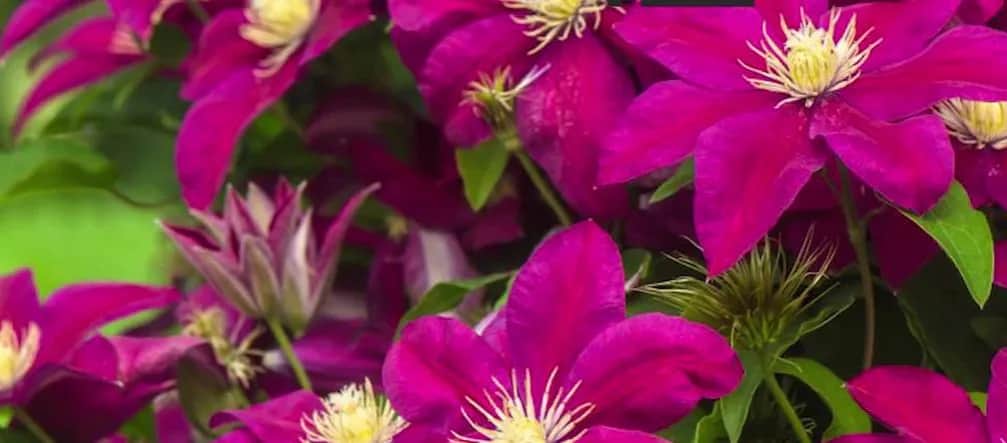 Dlaczego powojnik nie kwitnie? Oto najczęstsze przyczyny i rozwiązania