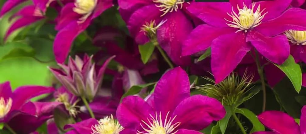 Dlaczego powojnik nie kwitnie? Oto najczęstsze przyczyny i rozwiązania