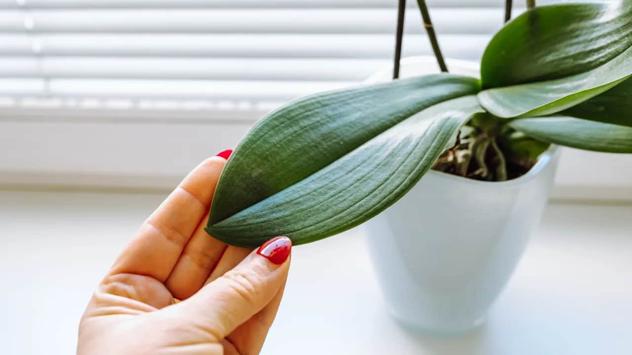 Dlaczego storczyk nie kwitnie? Oto najczęstsze przyczyny i rozwiązania