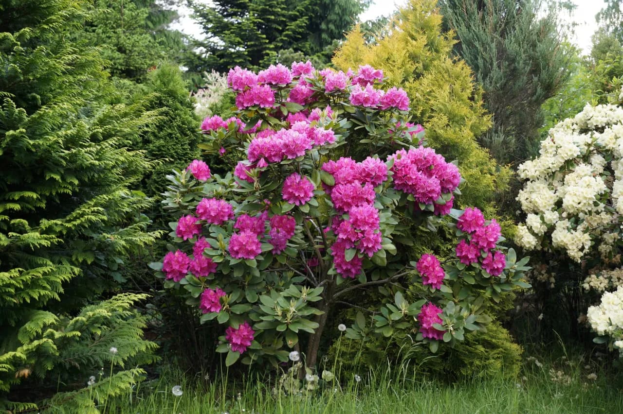 Jak długo kwitną rododendrony? Czas kwitnienia i pielęgnacja roślin