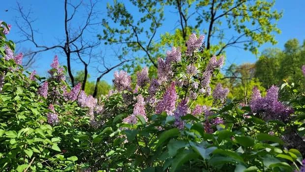 Kiedy kwitnie bez fioletowy? Odkryj tajemnice jego piękna