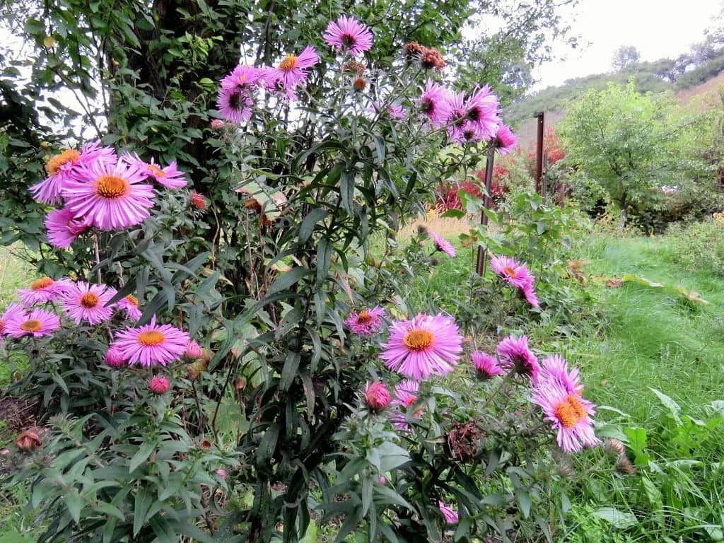 Kwiaty, które kwitną w październiku - piękno jesiennych ogrodów