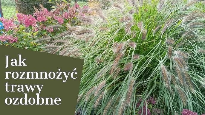 Jak kwitnie trawa – odkryj tajemnice rozmnażania i cyklu życia