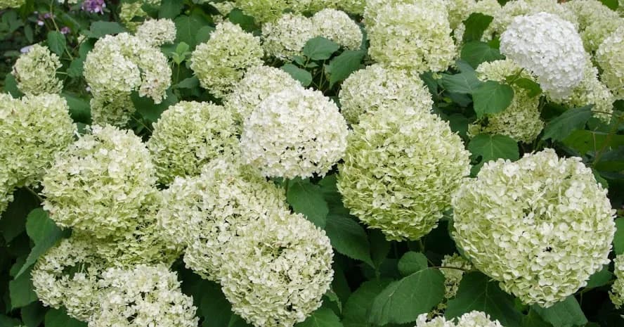 Kiedy przycina się hortensje ogrodową, aby uniknąć błędów w pielęgnacji