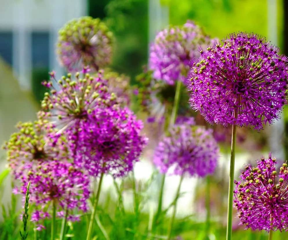Czosnek ozdobny kiedy kwitnie - poznaj najlepsze terminy kwitnienia