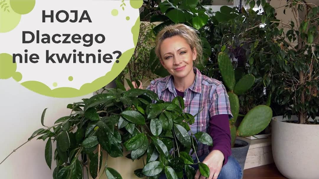 Dlaczego hoja nie kwitnie? Odkryj przyczyny i rozwiązania