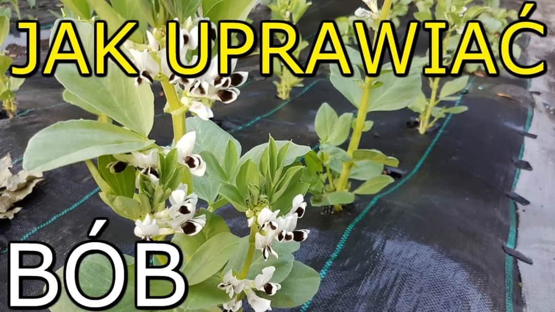 Jak kwitnie bób i co musisz wiedzieć o jego uprawie i pielęgnacji