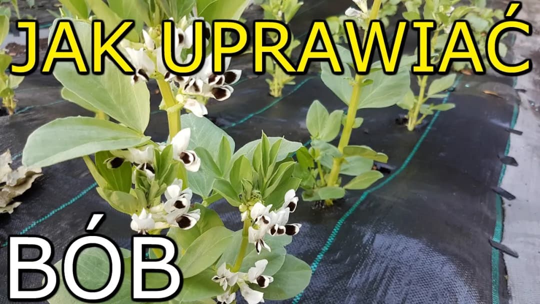 Jak kwitnie bób i co musisz wiedzieć o jego uprawie i pielęgnacji