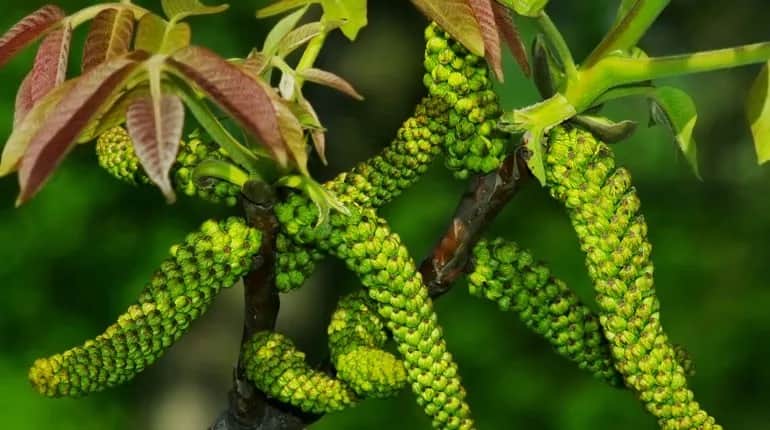 Kiedy kwitnie orzech włoski? Poznaj sekrety jego kwitnienia