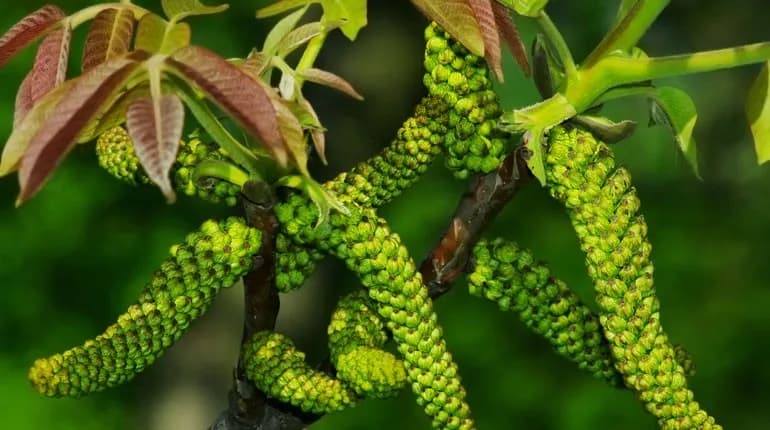 Kiedy kwitnie orzech włoski? Poznaj sekrety jego kwitnienia