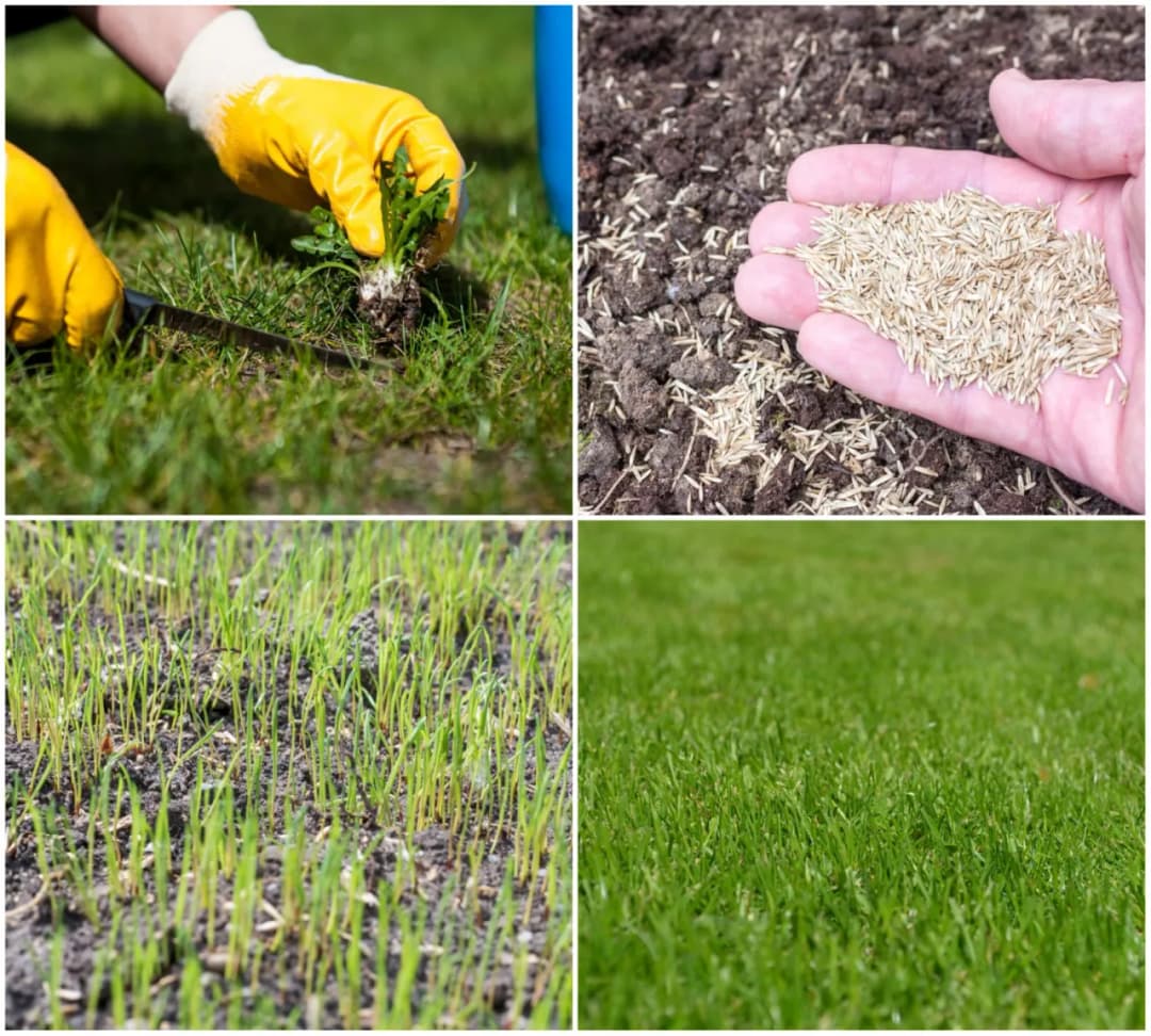 Jak zagęścić trawnik: skuteczne metody na zdrową i gęstą trawę