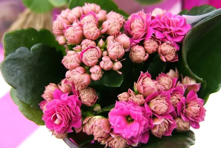 Kalanchoe kiedy kwitnie – poznaj sekrety intensywnego kwitnienia