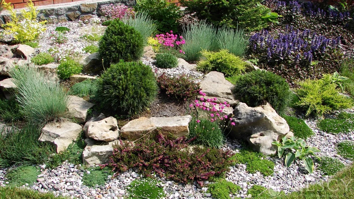 Jakie krzewy na skalniak: wybierz piękne i łatwe w pielęgnacji rośliny