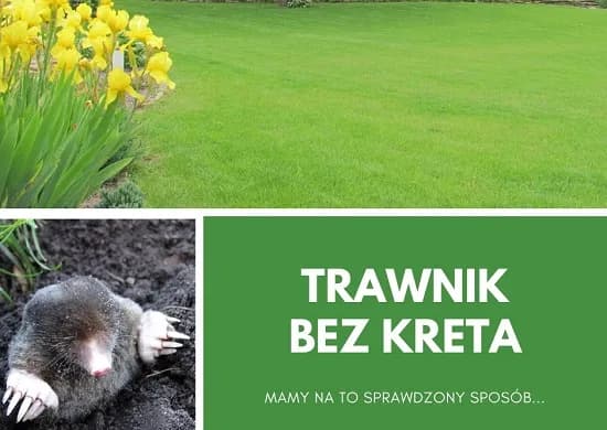 Skuteczne sposoby na krety na trawniku – pozbądź się ich raz na zawsze