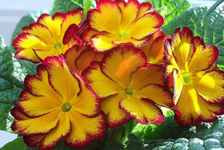 Jak długo kwitną prymulki? Odkryj sekrety ich długiego kwitnienia