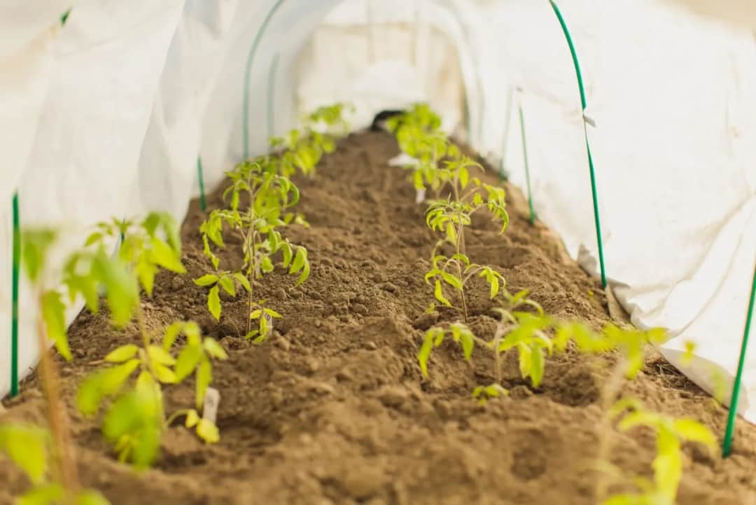 Jak złożyć tunel ogrodowy i uniknąć najczęstszych błędów