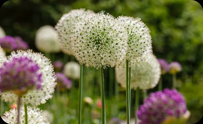 Jakie kwiaty posadzić, aby kwitły od wiosny do jesieni i zachwycały?