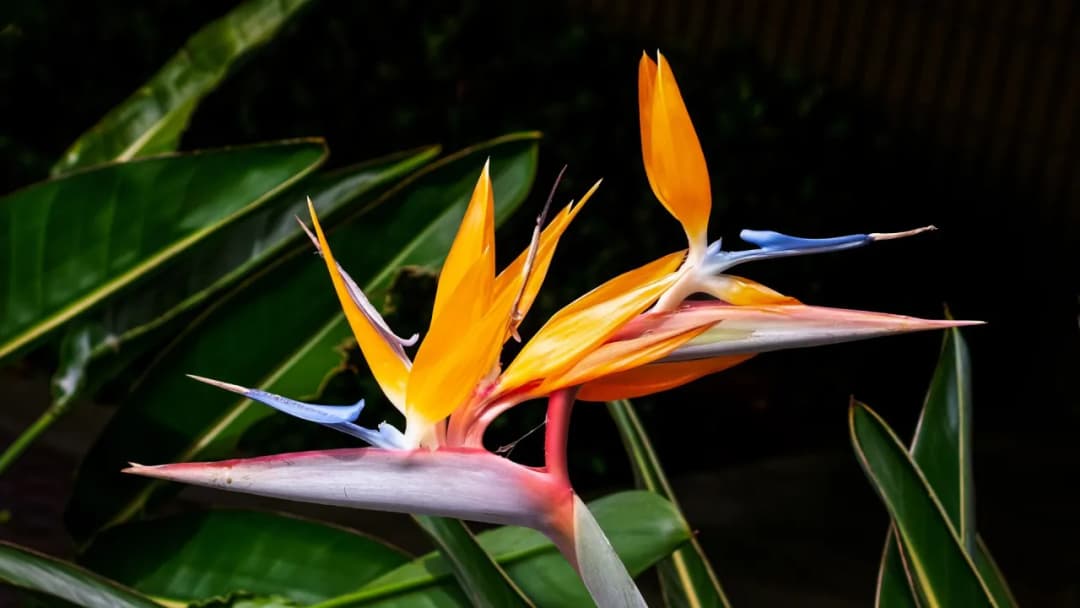 Kiedy kwitnie strelicja? Odkryj tajemnice jej piękna i pielęgnacji