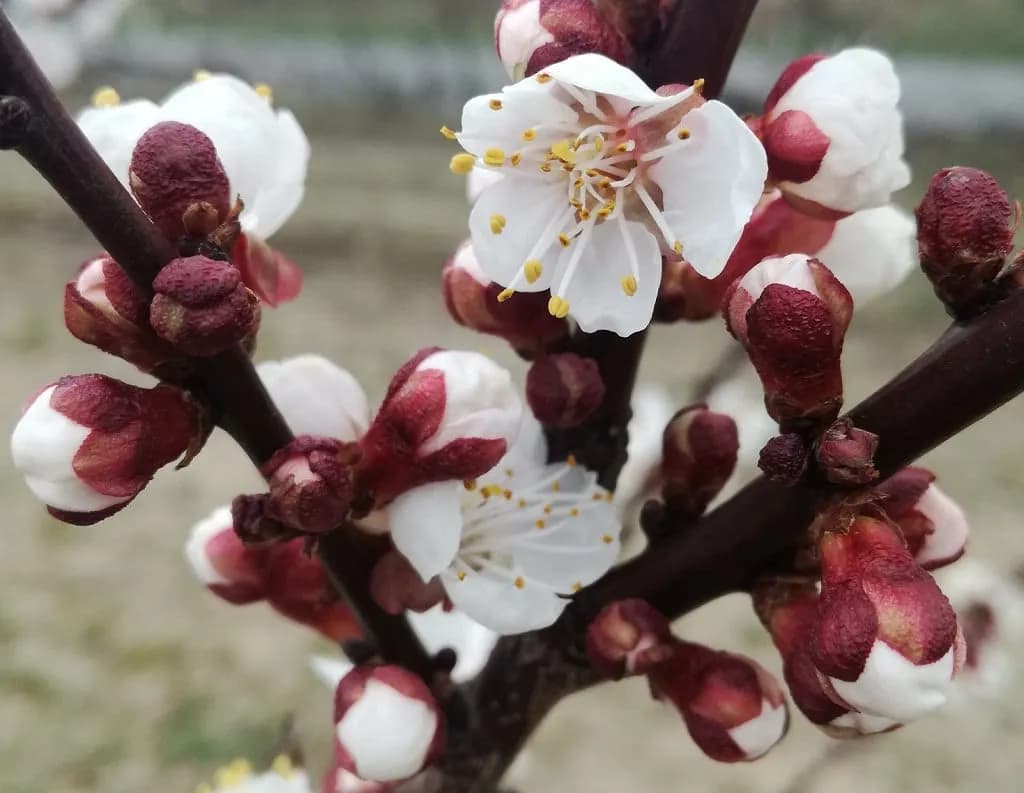 Jak kwitnie morela? Poznaj tajemnice jej pięknych kwiatów