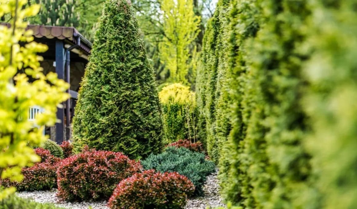 Kiedy można przesadzać tuje, aby uniknąć szoku i zapewnić wzrost