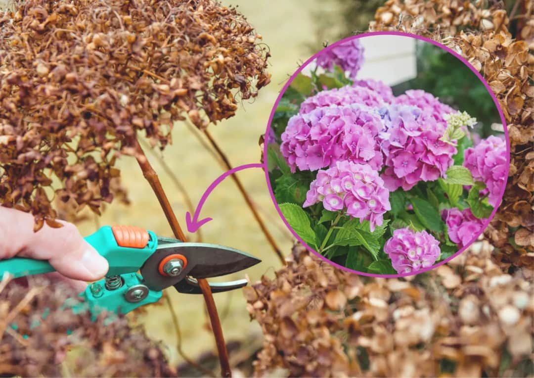Kiedy przycinać hortensję ogrodową, aby uniknąć błędów w pielęgnacji