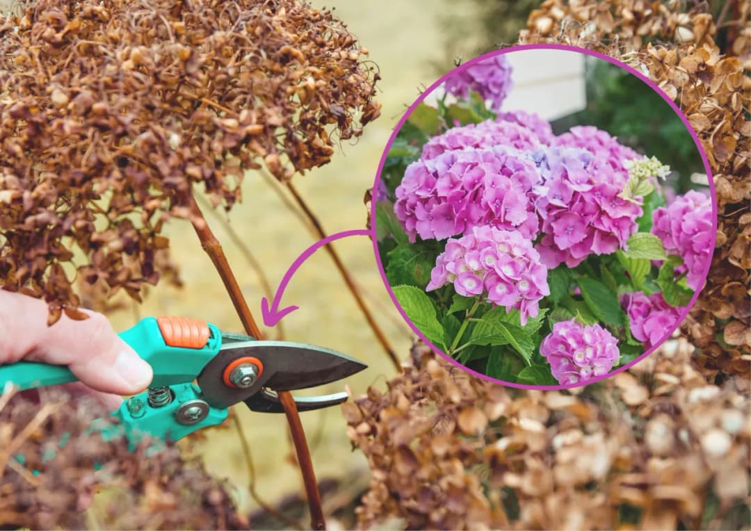 Kiedy przycinać hortensję ogrodową, aby uniknąć błędów w pielęgnacji