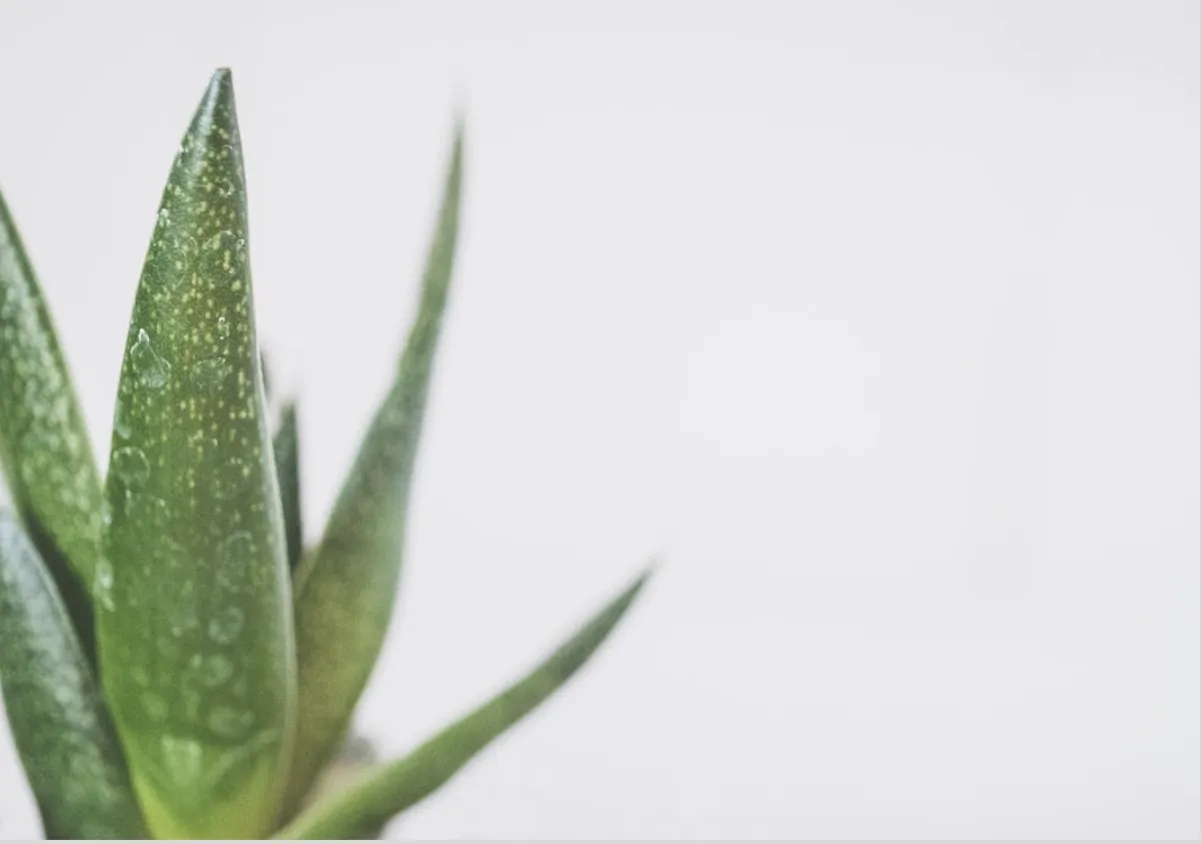 Rośliny, które przynoszą szczęście i ukojenie do domu i ogrodu