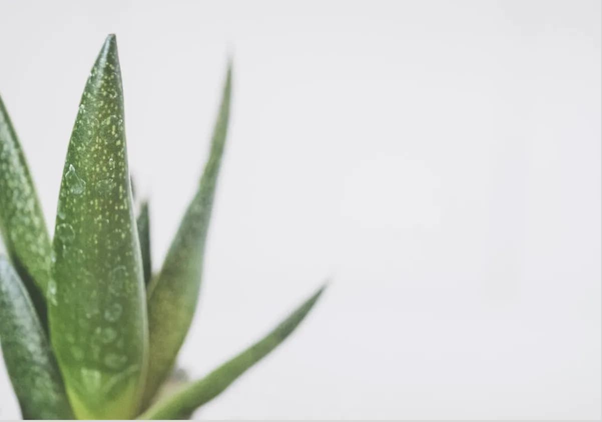 Rośliny, które przynoszą szczęście i ukojenie do domu i ogrodu