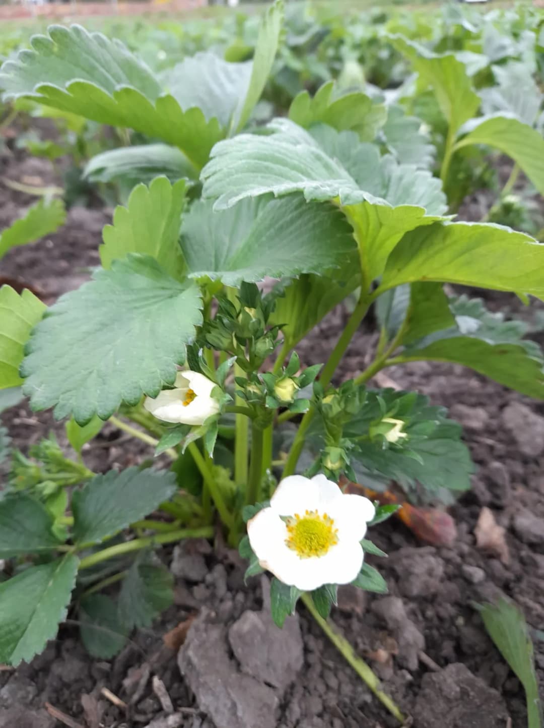 Kiedy kwitną truskawki? Odkryj, jak uniknąć rozczarowania zbiorami